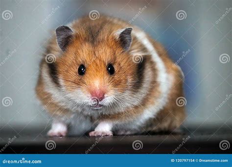 beauty hamster блог|Beauty Hamster – Tried and Tested.